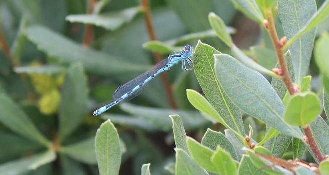 A small blue damselfly, needle-shaped, sits on the edge of a leaf of a bush. It has black areas on its thorax and abdomen. The distinctive marking is on the abdomen, just behind the thorax, where there's a complex marking in the place where the commoner Azure Damselfly has a simple u-shape.