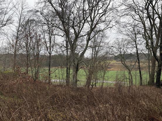 Brown, grey, wet winter landscape