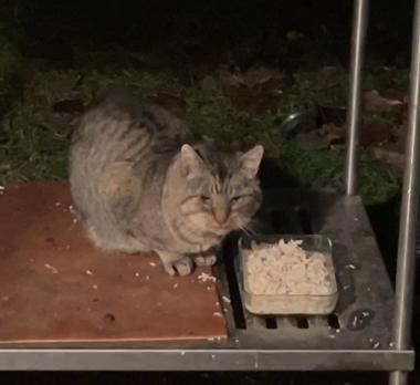 My very handsome short haired feral cat Dorian Gray sitting on a metal shelf outdoors, getting ready to eat from a pan filled with shredded chicken.