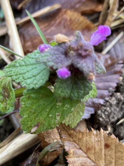 Taubnessel mit drei kleinen pinken Blüten