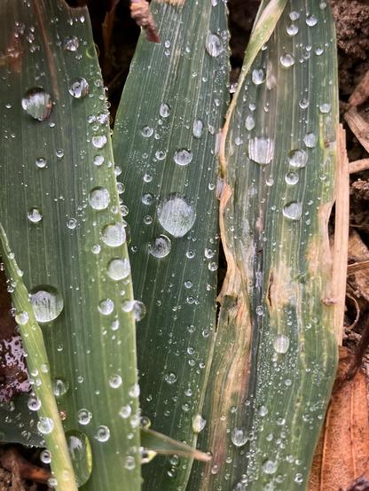 Austrieb einer Maispflanze mit kugelförmigen Wassertropfen bedeckt.