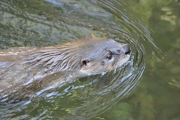 A picture of an otter.