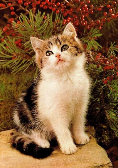 This postcard features a young kitten sitting on a flat stone surface in front of festive greenery. The cat has white fur with brown and black tabby markings, including a striped tail and a dark patch over one eye. The background includes evergreen branches and clusters of red berries, creating a holiday or winter-inspired setting. The kitten is looking slightly upward with a calm, curious expression, and the lighting highlights the softness of its fur. The image appears designed for seasonal greetings or general animal-themed correspondence.