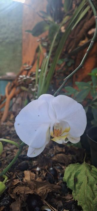Foto de uma flor branca de orquídea com cinco pétalas. O centro é em tons de amarelo salpicado de vermelho. A flor está presa à haste, que diferentemente do usual, não se ergue, mas sim desce desde a planta mais ao alto (não visível). A flor está bem próxima ao chão, recoberto por folhas secas e algumas jabuticabas também secas. Ao fundo se vê o encontro de um muro de cor laranja com outro de cor verde.