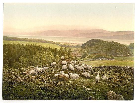 The image depicts a pastoral landscape with numerous sheep grazing on a green hillside. The scene is set during what appears to be either dawn or dusk, given the soft golden hues in the sky and surrounding environment. In the distance, rolling hills form a serene backdrop, while patches of forest line one side of the valley below.

A stone wall runs along part of the field, likely demarcating property boundaries. The overall composition exudes tranquility and rural charm, characteristic of English countryside scenes from historical periods such as Victorian era or Edwardian times.