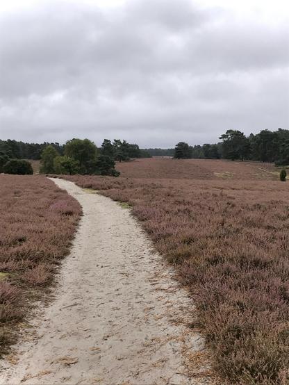 Ein gewundener Sandweg durchschneidet eine Heidelandschaft unter einem bewölkten Himmel. Das Gebiet zeigt lila blühende Heidekraut und verstreute Bäume im Hintergrund.
