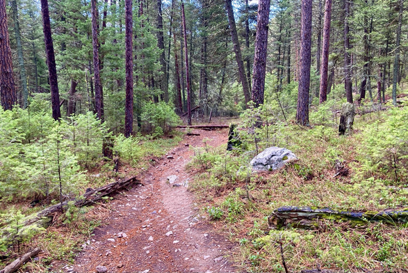 A trail of pine needles at center curls to the right and into the woods passing brush, deadwood, a boulder on the right, and several tree stumps. The sky is gray.