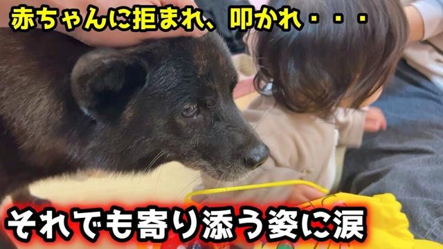 【甲斐犬の奮闘】赤ちゃんに叩かれても、健気に寄り添う“子育て犬”が泣ける