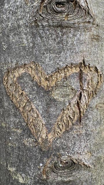 A heart shape is carved into the bark of a tree, showing a contrast between the light-colored wood beneath and the rough, textured surface of the tree's bark.