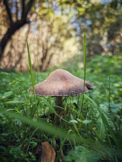A close-up, low-angle photograph of a brown, bell-shaped mushroom growing amongst vibrant green grass. The mushroom is centered and framed by two tall blades of grass in the foreground. The background features a soft, dreamy bokeh effect of trees and dappled sunlight in a forest setting.