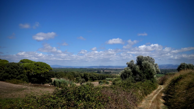 Von einem Hügel hinab verläuft ein Weg durch spätsommerliche Landschaften mit mediterraner Vegetation mit Pinien, Olivenbäumen, Rosmarin, Ginster, Schilf und trockenen Wiesen. Im Hintergrund erstreckt sich eine Ebene; trocken, aber grün; bevor sich am Horizont sanfte Berge erheben. Der Himmel ist sonnig blau. Über der Ebene schweben ein paar fluffige Wolken dahin.