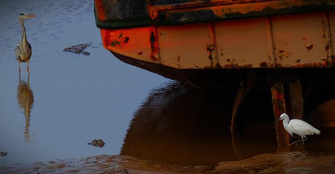 A grey heron (top left, standing very tall, giving prominence to its long neck with a black streak down the front, while its yellow beak is also obvious) and a little egret (bottom right, white body, black beak, black legs and feet) at the edge of the Great Ouse, clearly both drawn by the red fishing boat part of which is in the shot.