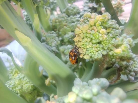 Casulo de inseto aderido a um ramo de brócolis. O casulo é menor que a ponta do ramo, e é predominantemente laranja, com manchas pretas.