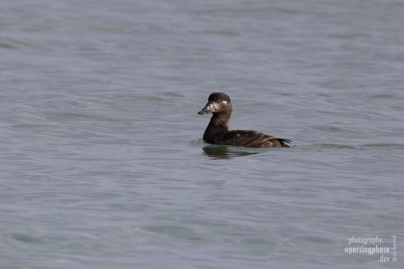 A dark, black-capped duck swims on a calm sea.