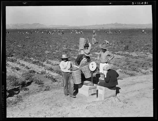 This is a black-and-white photograph depicting a group of workers in a large agricultural field. The image shows a group of individuals engaged in harvesting or agricultural labor. They are wearing hats and long sleeves, which suggests that they are working in the sun. Some workers are holding baskets, likely collecting the produce they are harvesting. In the foreground, a scale is visible, indicating that the produce is being weighed, possibly for trade or quality assessment. The background features an expansive field stretching towards a range of mountains under a clear sky. The overall scene reflects a rural and labor-intensive agricultural setting, likely from an earlier era given the style of clothing and equipment. The image is labeled with a code at the top right corner, which might be a catalog or reference number for the photograph.