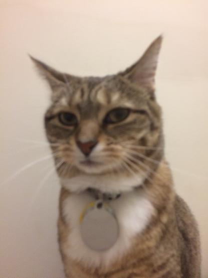 Close-up on my tawny-toned tabby-striped kitty from her white bib up, facing us but at the slightest angle allowing her to give some subtle side-eye. Her ears are warily swiveled to the sides and slightly flattened.