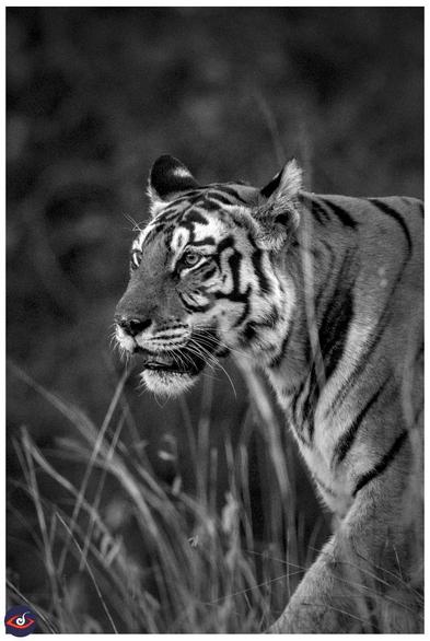 A black and white photograph of a tigress walking in the grass and walking towards left, looking straight ahead. there are few grass around it.