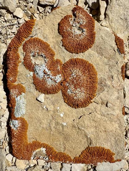 Orange lichen on small sedimentary rock slab