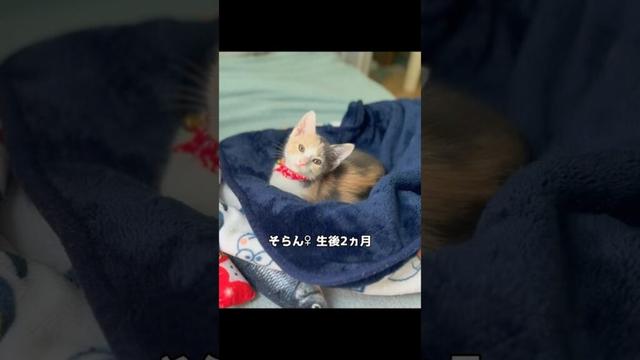 保護子猫ぴよ＆そらん113 （そらんあっさり馴染む）#保護猫 #猫 #cat #kitten #子猫 #猫部