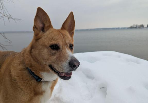 A closeup of Harley,  the tan coloured dog,  standing on the snow-covered shoreline with Lake Simcoe in the background.  Her ears are perked up and she appears to be smiling.