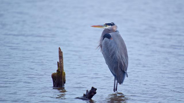 A great blue heron, standing in the water of Lake Washington, looking left.