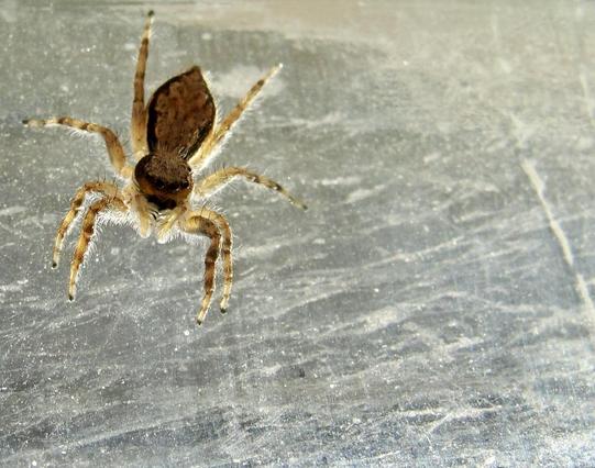 Uma imagem em close-up de uma aranha com marcas marrons e bronzeadas, posicionada em uma superfície brilhante e lisa. A aranha tem olhos proeminentes e pernas longas que se estendem para fora.