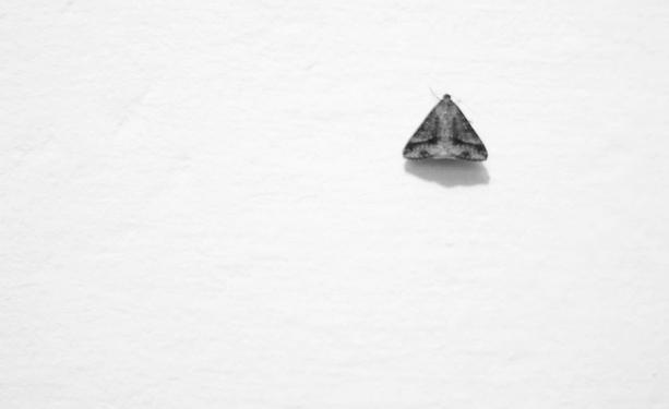 Uma pequena mariposa em forma triangular está empoleirada em uma parede branca lisa, capturada em preto e branco.
