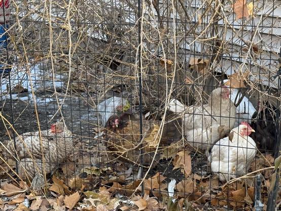 Six out of seven of my beautiful girls crouched underneath a leafless forsythia bush behind a black wire fence. There is a brown and white speckled hen, a dark brown and orange hen, some beige and white hens, and a black hen. They are framed by fallen sycamore leaves on the ground and stuck in the branches of the bush. In the background is the beige siding of my house.