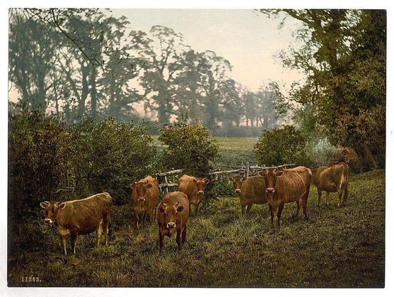 The image depicts a pastoral scene with several cows standing in what appears to be a grassy field surrounded by trees and shrubs. The cattle are of various shades, mainly brown, with some having lighter-colored patches on their coats. In the background, there is an expansive view of rolling hills covered with greenery under a hazy sky. A wooden fence runs through part of the scene, suggesting agricultural activity in this rural setting. The overall atmosphere conveys tranquility and simplicity associated with countryside life during what seems like late afternoon or early evening, given the soft light diffusing across the landscape. This print is titled "13608" at the bottom left corner indicating it might be part of a collection or series by a photographer who specialized in such rural scenes.