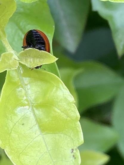 Joaninha dando a volta numa folha de maneira que se vê o lado de baixo dela, com as pernas e abdome, em vez da carapaça, que em geral é a parte considerada fotogênica de uma joaninha.