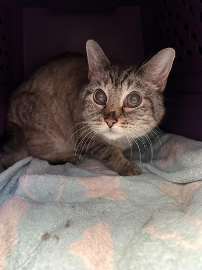 A lynx point Siamese with giant eyes, pupils huge, crouching in the back of his kitty carrier, looking alarmed.