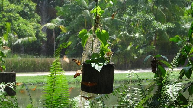 Borboletas cor-de-laranja esvoaçando em volta de um vaso de plantas pendurado. Há folhagem em volta e ao fundo há um laguinho e árvores.