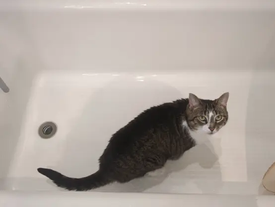 A cat in an otherwise empty bathtub looking up.