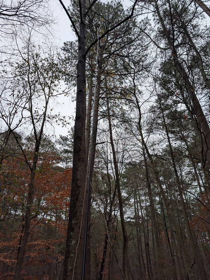 Pictures of trees with almost invisible mast, RG316 coax, and 26AWG black wire that I know is there but can't see even though I know where to look. the mast is leaning against a branch instead of being guyed.