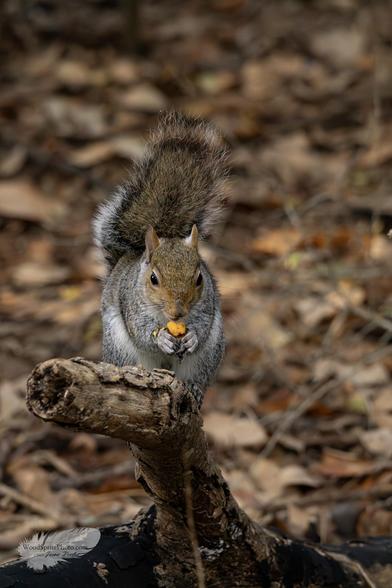 Gray squirrel eating a nut on a fallen log.