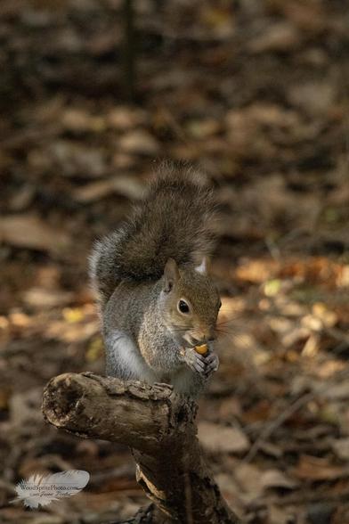 Gray squirrel eating a nut on a fallen log.
