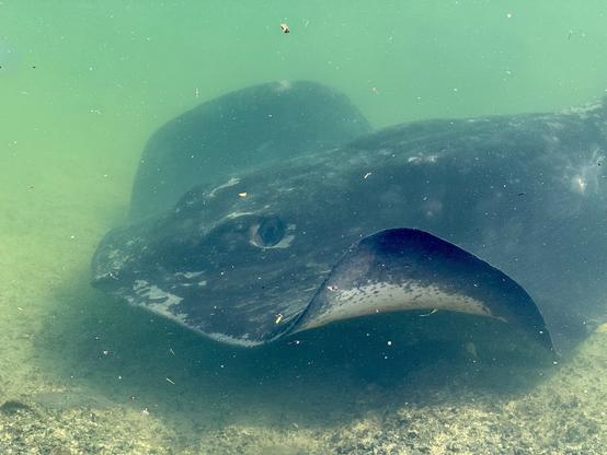 Front section of a short-tailed stingray seen through shallow water as it skims the edge of the marina
