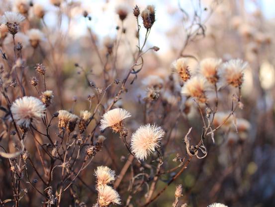 Brown stems and leaves supporting fuzzy cream colored deadheads of past growing season. The background is a blur of other plants and trees under a blue sky.
