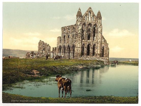 The image depicts the ruins of Whitby Abbey, a historic religious site in England. The ruins stand prominently in the center of the image, showcasing the architectural details of the once-grand structure. The stone walls are weathered, and the pointed arches of the windows and doorways are still visible, giving a sense of the Gothic style of the abbey's design.

In the foreground, there is a body of water reflecting the sky and the abbey's ruins. On the grassy bank beside the water, a cow stands, gazing at the abbey. The cow is brown with a white patch on its side. Other cows can be seen grazing in the background, near the ruins, adding a pastoral element to the scene.

The sky is partly cloudy, with soft lighting that enhances the serene and historical atmosphere of the image. The overall scene is tranquil and evokes a sense of history and nature coexisting.