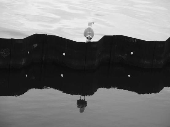 a seagull sitting on a fence