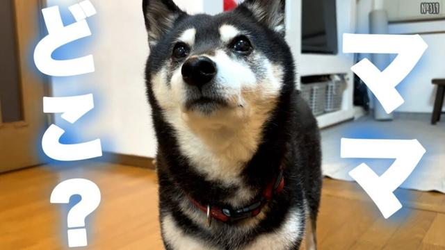 ママの姿が見えないと不安で涙ぐむ柴犬が可愛すぎた。(№319)
