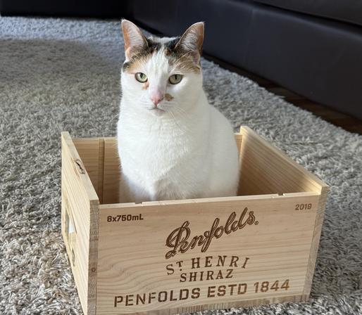 Chi Chi (white cat with tabby head markings) sitting in a wooden box that previously held Penfold St, Henri Shiraz from the Barossa Valley.