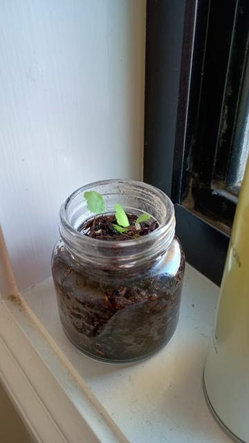 Tiny maiden hair fern in a glass jar.