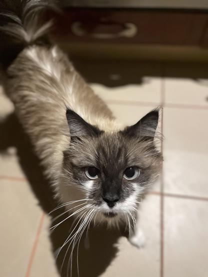 A close-up, high-angle shot depicts a cat with a pointed color pattern, looking directly at the camera. The cat has dark fur around its face, ears, and paws, while the rest of its fur is a lighter tan color. The cat’s whiskers are long and white, extending outwards from its muzzle, and its eyes are round and golden. The cat is positioned on a tiled surface, with a dark wooden object visible in the background. The lighting appears somewhat dim, casting shadows on the cat's face and the surrounding tiles. 

Provided by @altbot@fuzzies.wtf, generated privately and locally using Gemma3:27b

🌱 Energy used: 0.094 Wh