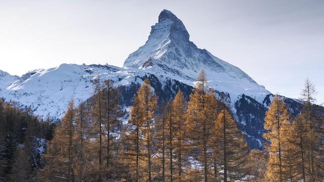 The Matterhorn: a majestic snow-capped mountain rises in the background, with its peak sharply pointed. In the foreground, there are clusters of tall, golden-brown trees, set against a backdrop of snowy slopes and a clear sky. Zermatt, Switzerland. Photo taken yesterday.