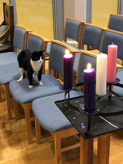 Black and white cat standing next to the Advent candle wreath which had 2 candles lit