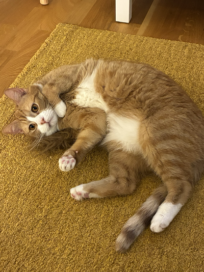 Orange cat laying on a carpet, showing his white belly to the camera.