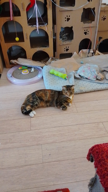 A tabby kitten laying on the floor in front of cardboard cat palaces, looking over at my feet.