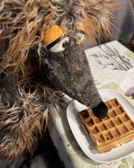 Wolf Siegfried, der hungrig auf eine gebackene Waffel starrt