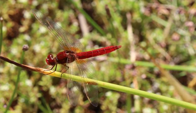 A dragonfly sits on a rush stem. Its abdomen is bright red and quite wide/ Its eyes and thorax are reddish brown/ It has yellow patches at the base of its otherwise-clear wings (there are several common species that also have yellow patches on the wings - the broad and flat abdomen and lack of stripes on the thorax are the features to look for to identify this).
